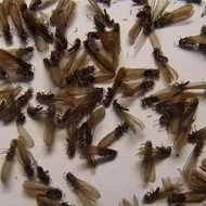 別墅易發生白蟻危害？